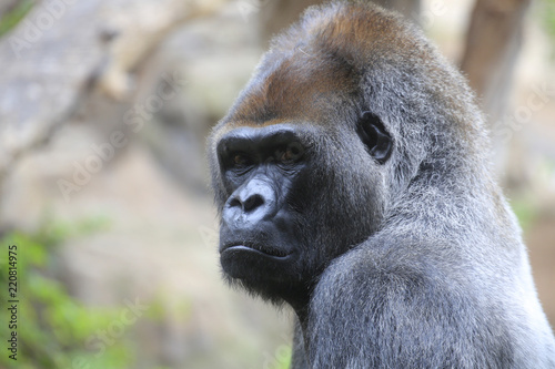 Gorillas (Gorilla) Portrait © Aggi Schmid