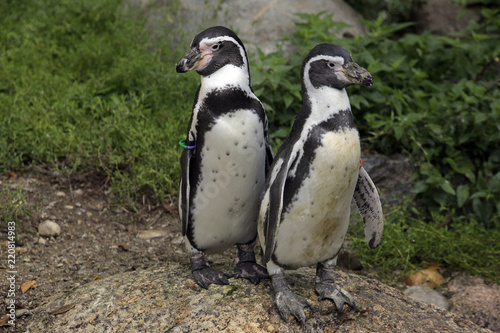 Humboldt-Pinguin (Spheniscus humboldti), 