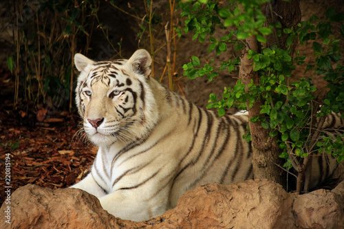 Weißer Tiger (Panthera tigris tigris)