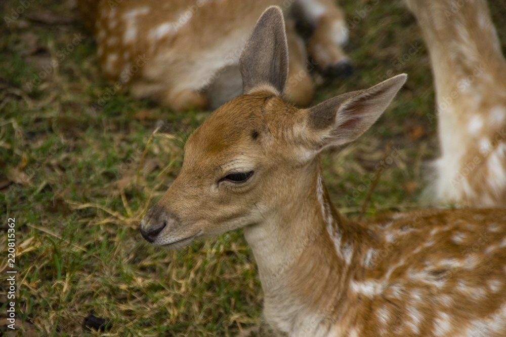 The Bamby fawn