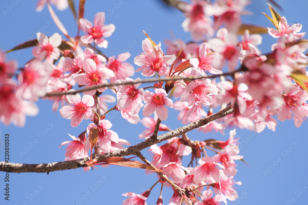Close up of Wild Himalayan Cherry flowers or Sakura Close up of Wild Himalayan Cherry flowers or Sakura