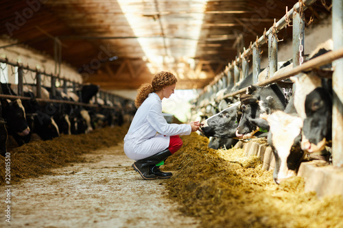 Side view portrait of cute female veterinarian caring for cows sitting down in sunlit barn, copy space photo