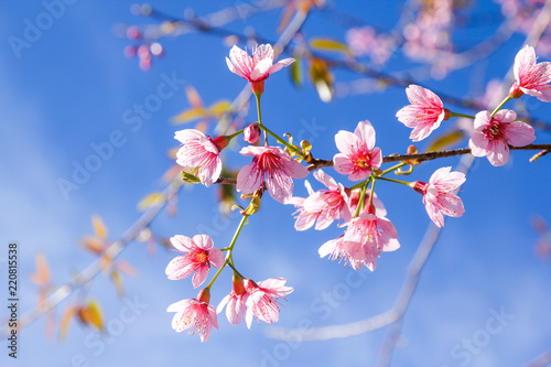 Tableau sur toile Close up of Wild Himalayan Cherry flowers or Sakura