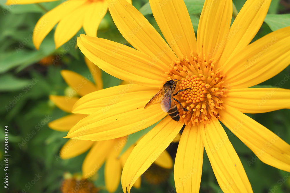 Yellow sunflower with bee in flower garden. Yellow sunflower with bee in flower garden.