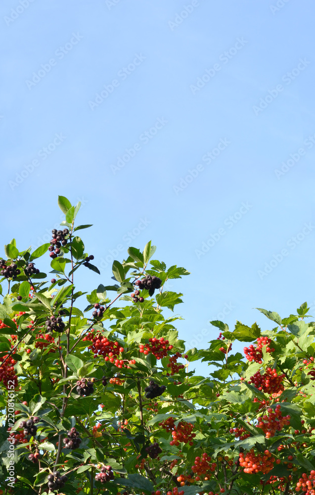 Bushes of viburnum and chokeberry on a blue sky background. Background.
Green branches with red and black berries. A vertical image.