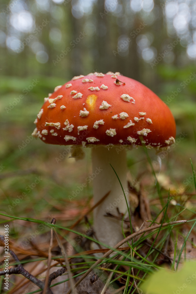 close up of a fly agaric in nature close up of a fly agaric in nature