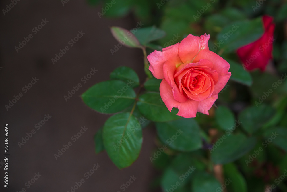 pink rose in the garden. pink rose in the garden.