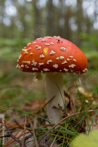 close up of a fly agaric in nature