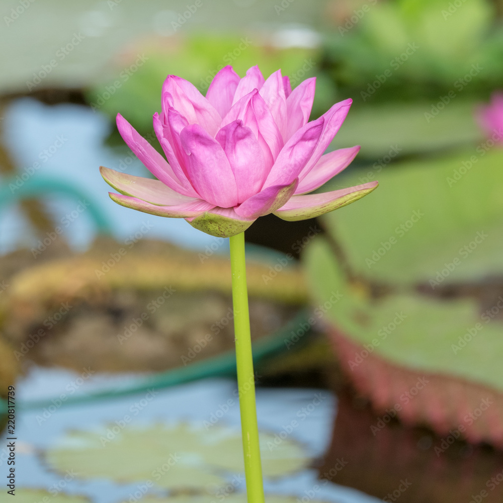 Lotus flower in pond.Nature background Lotus flower in pond.Nature background