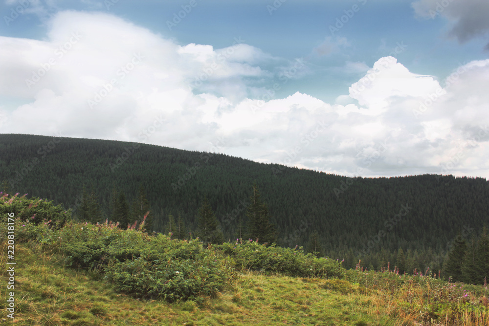 Forest in the mountains. Beautiful sky