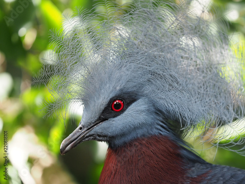 Western crowned pigeon. photo