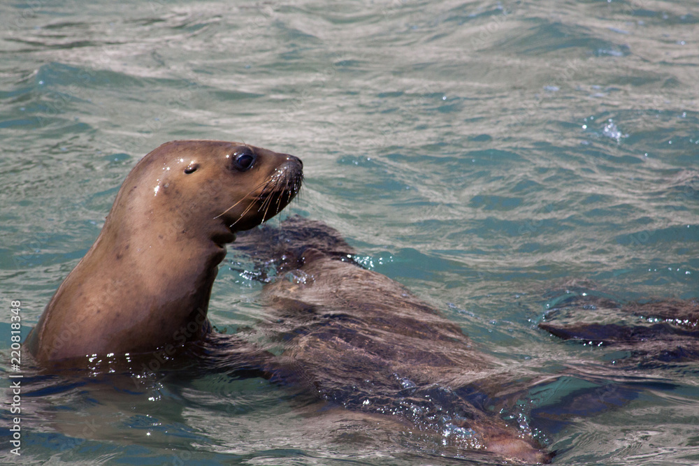 Naklejka premium Sea lion looking over the water