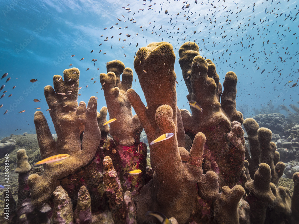 Obraz premium Pejzaż morski rafy koralowej / Morze Karaibskie / Curacao z filarem koralowym, rybami i niebieskim tłem