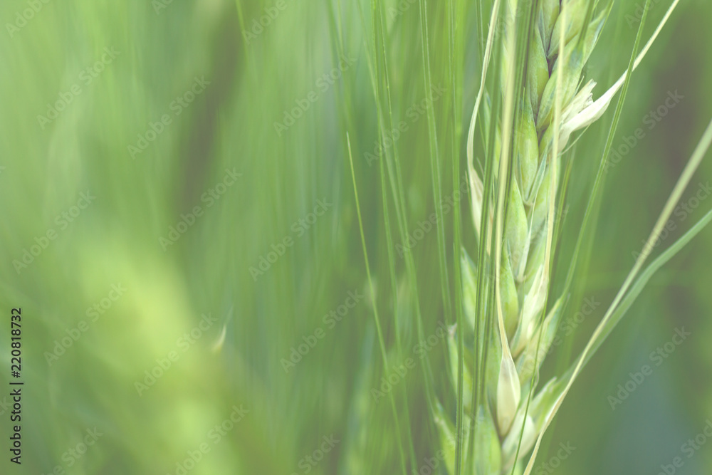 green wheat detail green wheat detail