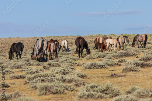 Wild Horses in Sand Wash Basin Colorado © natureguy