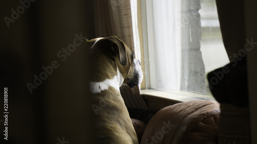 Boxer loking out window photo