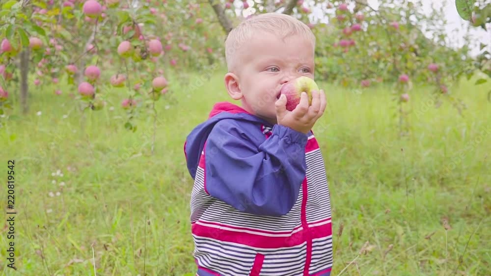 Adorable little preschool kid boy eating red apple on organic farm. Healthy food. Harvest Adorable little preschool kid boy eating red apple on organic farm. Healthy food. Harvest