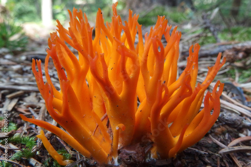 Grzyb pięknoróg największy (Calocera viscosa) photo