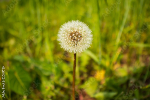 Dandelion spores seeds  in the field.