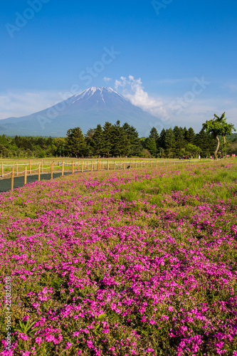 Shibazakura flower field with Mount Fuji san in the background in Fuji Shibazakura Festival.