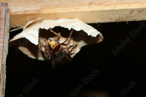 Fototapeta Naklejka Na Ścianę i Meble -  Hornisse (Vespa crabro)