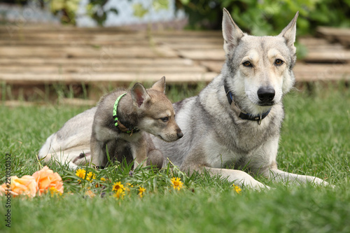 Saarloos Wolfhound bitch with puppy