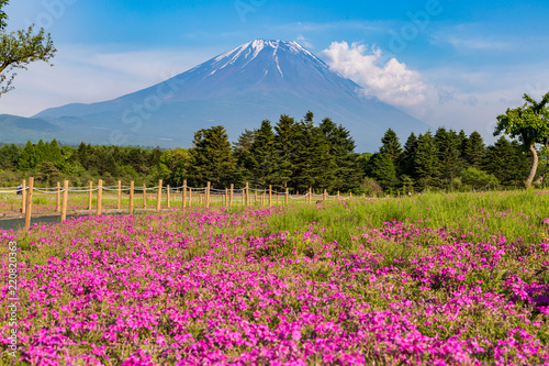 Shibazakura flower field with Mount Fuji san in the background in Fuji Shibazakura Festival.