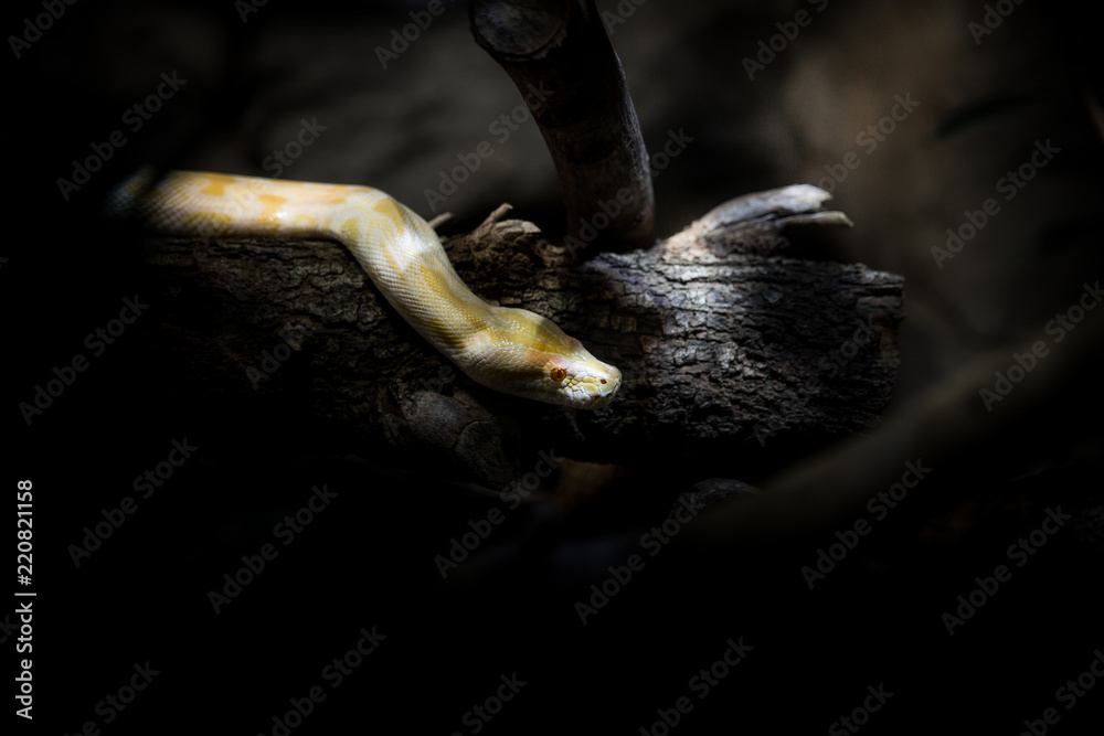 A yellow boa constrictor with red eyes resting on a wood waiting for a prey to eat in the dark of the Amazon rainforest A yellow boa constrictor with red eyes resting on a wood waiting for a prey to eat in the dark of the Amazon rainforest