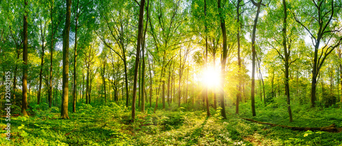 Fototapeta Naklejka Na Ścianę i Meble -  Beautiful forest panorama with bright sun shining through the trees
