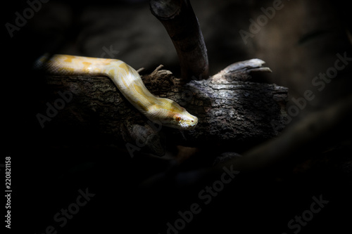 A yellow boa constrictor with red eyes resting on a wood waiting for a prey to eat in the dark of the Amazon rainforest