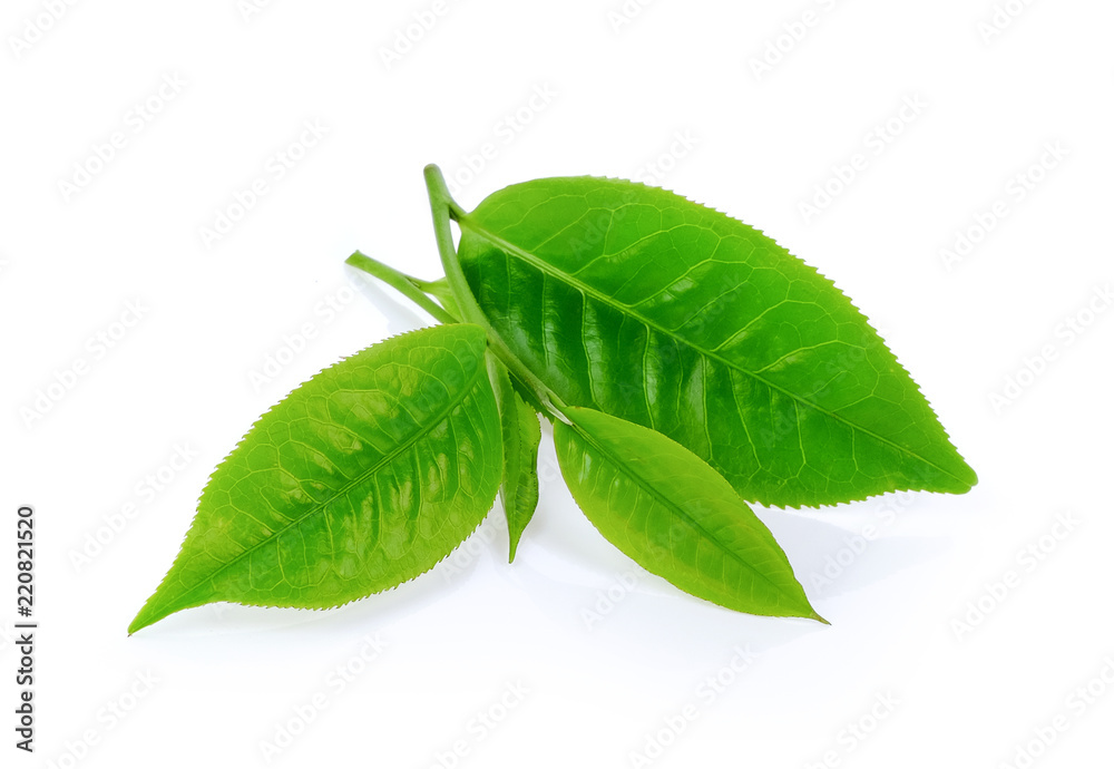 Obraz premium green tea leaf on isolated white background