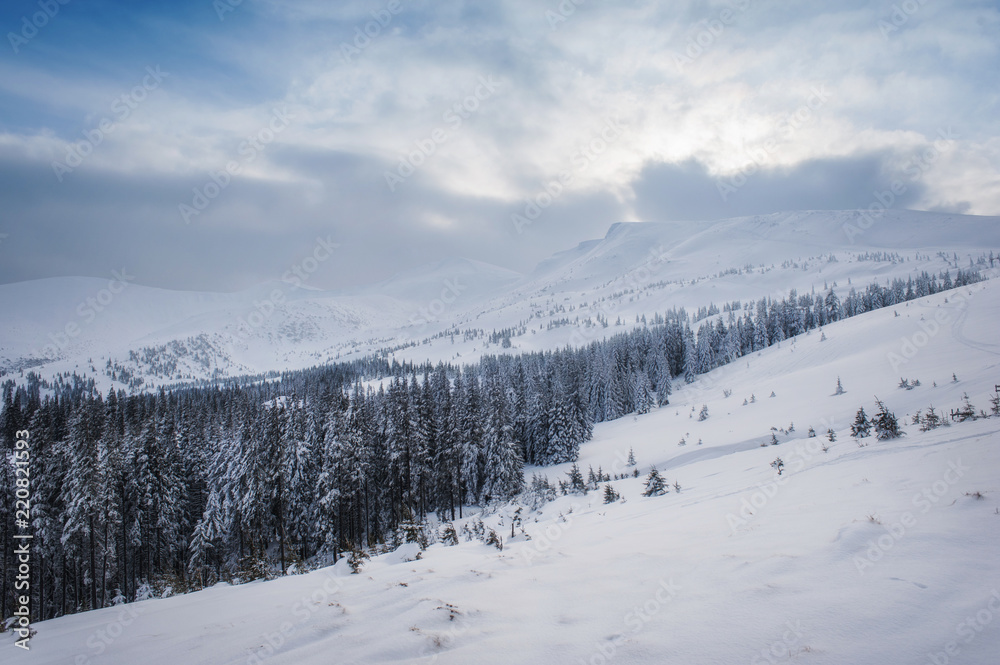 amazing winter landscape. natural background with sunny tree in mountain