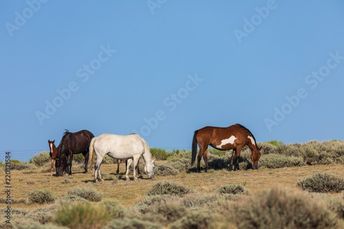 Wild Horses in Sand Wash Basin Colorado