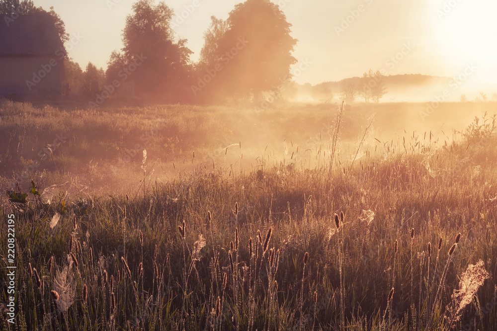 foggy morning in rural field at sunrise. natural summer (spring) background - obrazy, fototapety, plakaty 