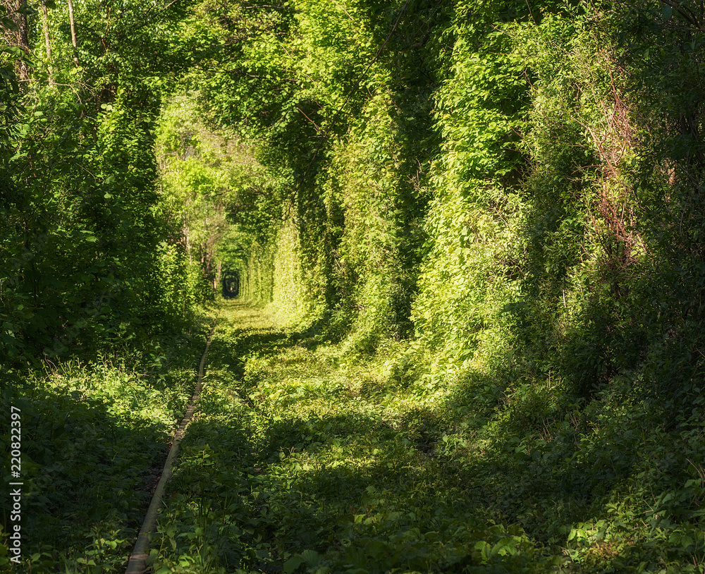 Fototapeta premium famous romantic place called Tunnel of Love, Klevan, Ukraine. natural summer (spring) background