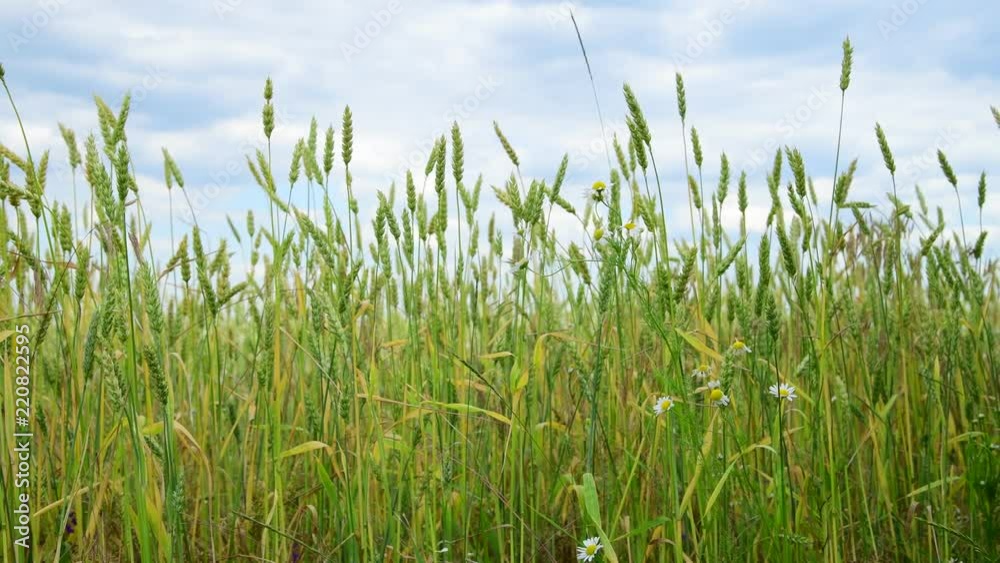 green wheat in the field, fragment green wheat in the field, fragment