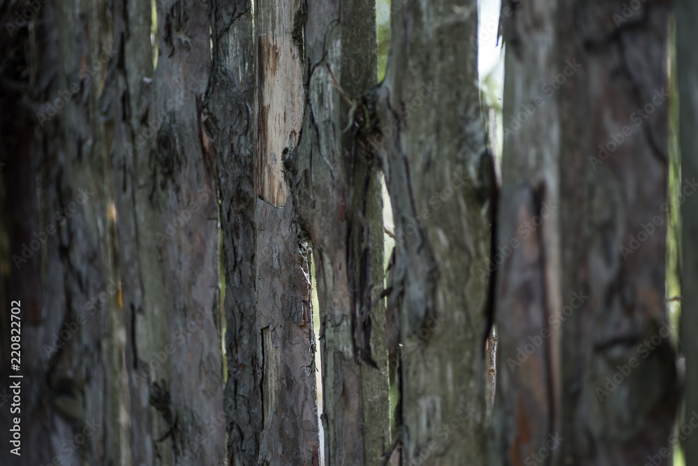 Obraz premium Wooden fence. Village. Russia.