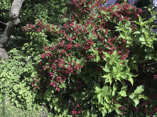 Wallpaper Mural Red flowers on lush green background Torontodigital.ca