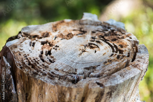 Stump, wood patterns.