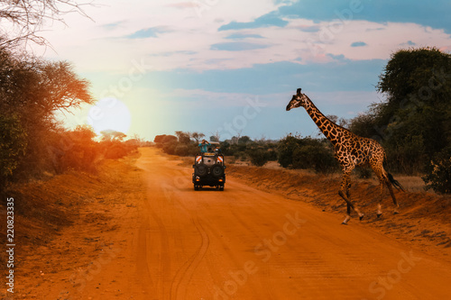 A jeep stops while a Giraffe crosses the road during a Safari in Kenya, with the sunset lights creating a breathtaking atmosphere