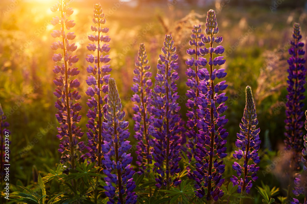 Obraz premium beautiful blue and violet lupines in rural field at sunrise (sunset). natural floral background