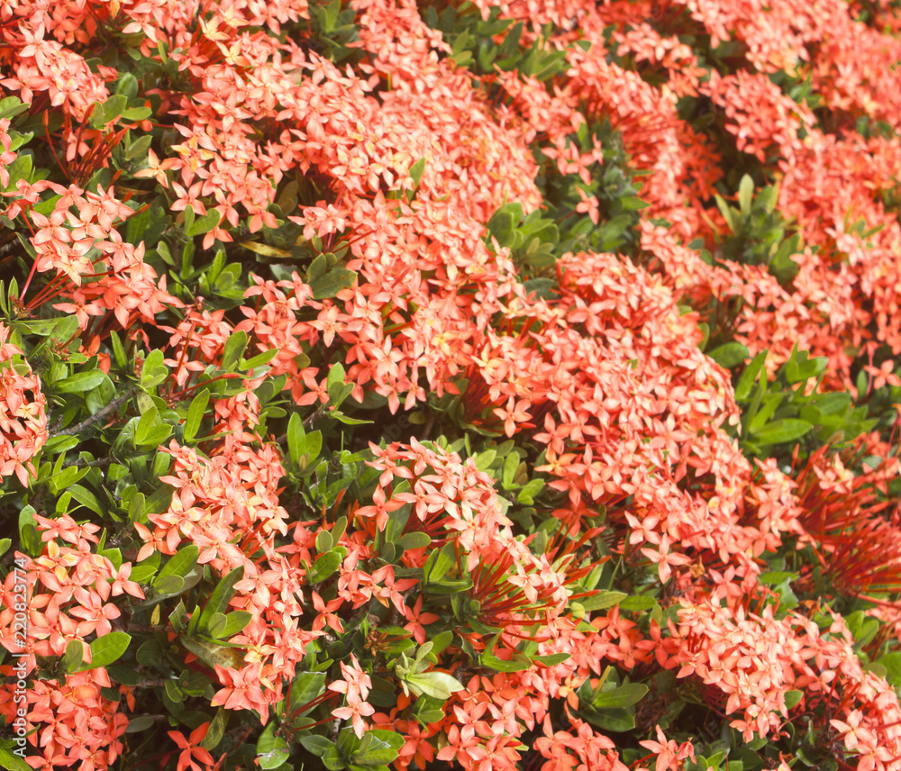 Beautiful Spike flower blooming, red flower spike and green leaves. spike flower in the garden with natural background Beautiful Spike flower blooming, red flower spike and green leaves. spike flower in the garden with natural background