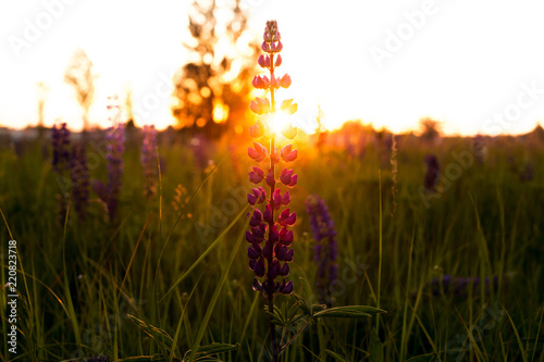 beautiful blue and violet lupines  in rural field at  sunrise  sunset . natural floral background