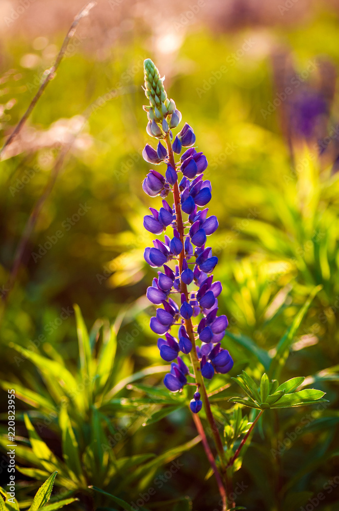 beautiful blue and violet lupines  in rural field at  sunrise (sunset). natural floral background