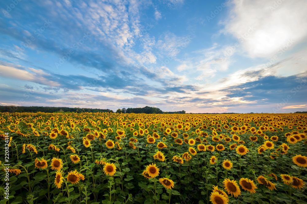 Fototapeta premium summer landscape. sunny field of sunflowers on sunset