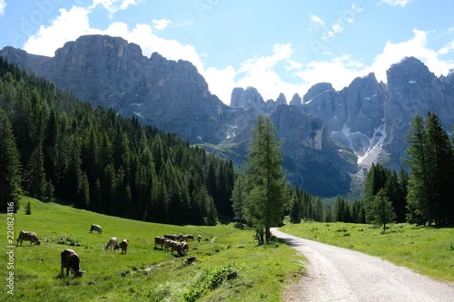 Obraz krajobraz górski przyrodzie błękitne niebo las drzew zielony szlak drogi trawka widok scenerii