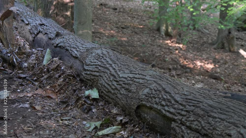 Hikers step over a log on a trail2 4K Hikers step over a log on a trail2 4K