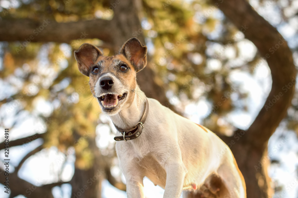 Dog fox terrier, photo from below, grin and interesting grimace