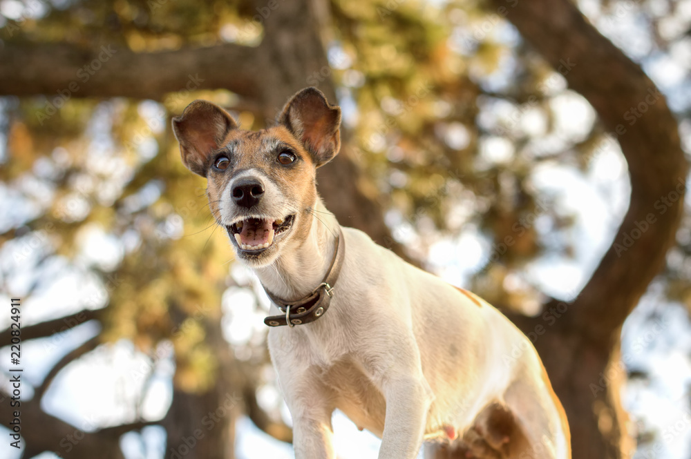 Dog fox terrier, photo from below, grin and interesting grimace Dog fox terrier, photo from below, grin and interesting grimace