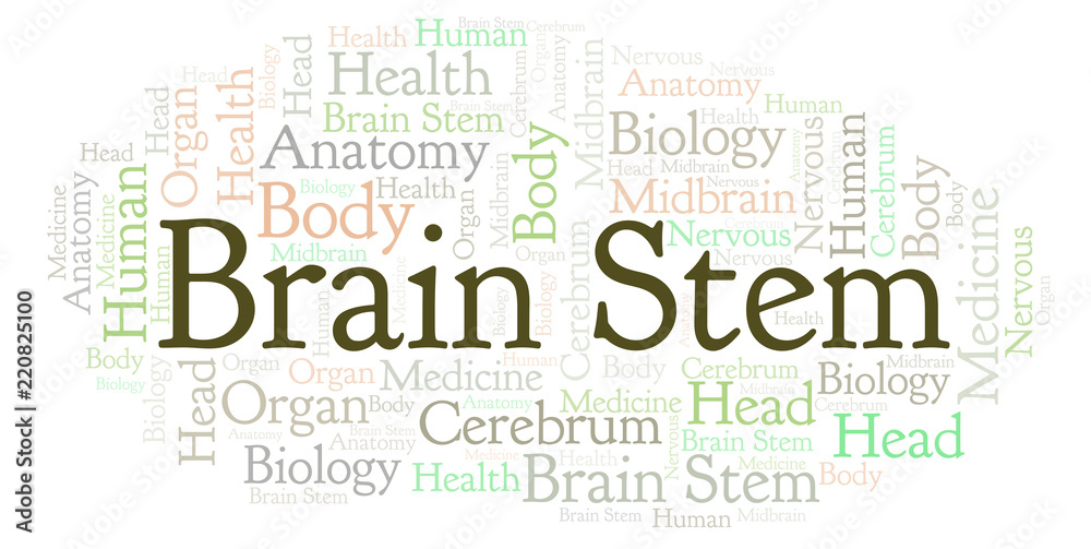 Brain Stem word cloud. Brain Stem word cloud.